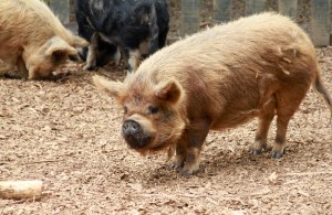 kunekune